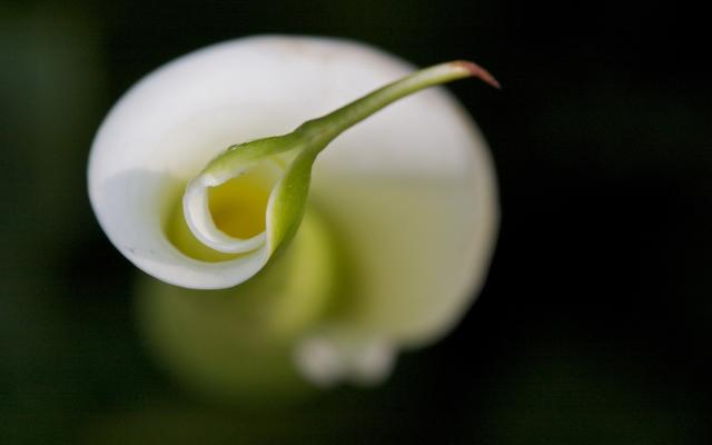 海芋花