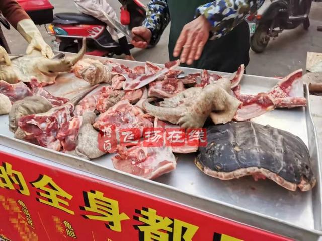 贵阳鳄龟交易市场（博白南城市场出现鳄龟肉）(2)