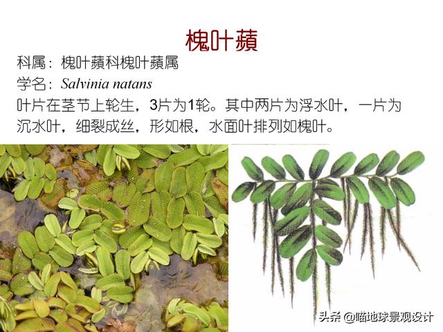 常见水生植物