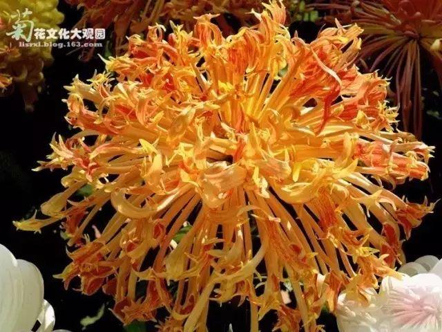 菊花的颜色