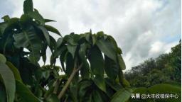 芒果控梢怎么用药？多久后能催花？别再搞错了4