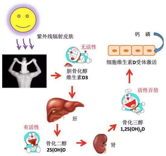 佝偻病会遗传吗