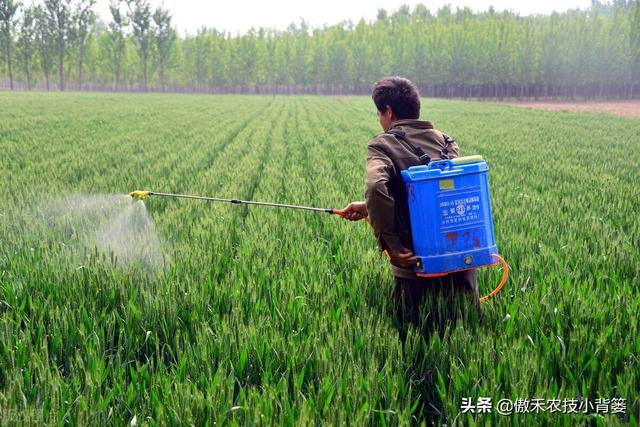 小麦春季要重防纹枯病、赤霉病、白粉病和锈病，打药配方请收好15