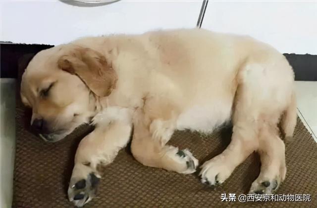 犬瘟症状