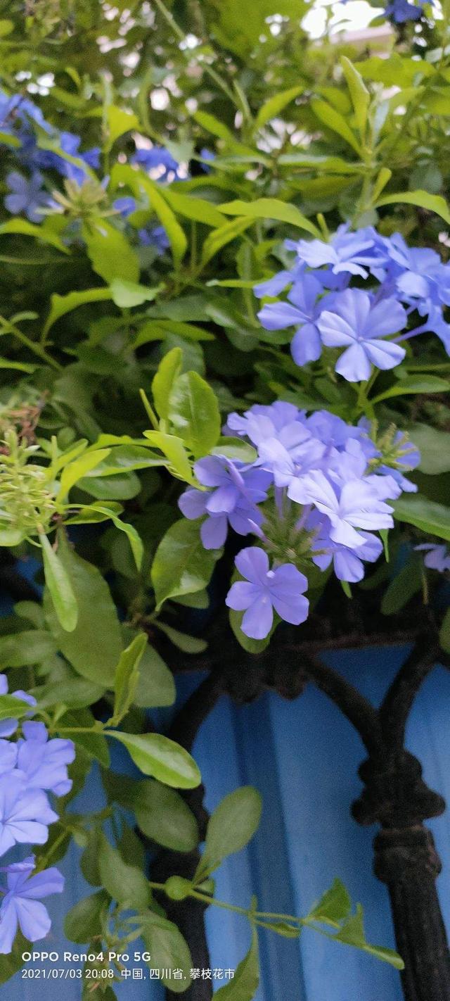 花卉名称