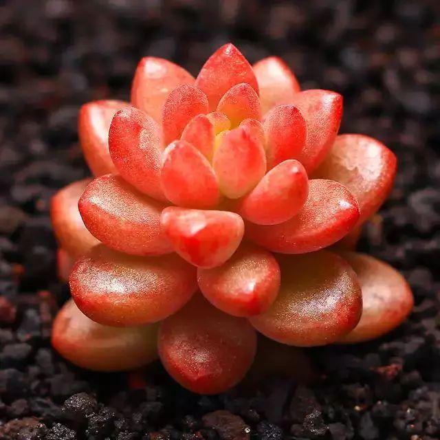 多肉植物图谱 多肉植物图谱