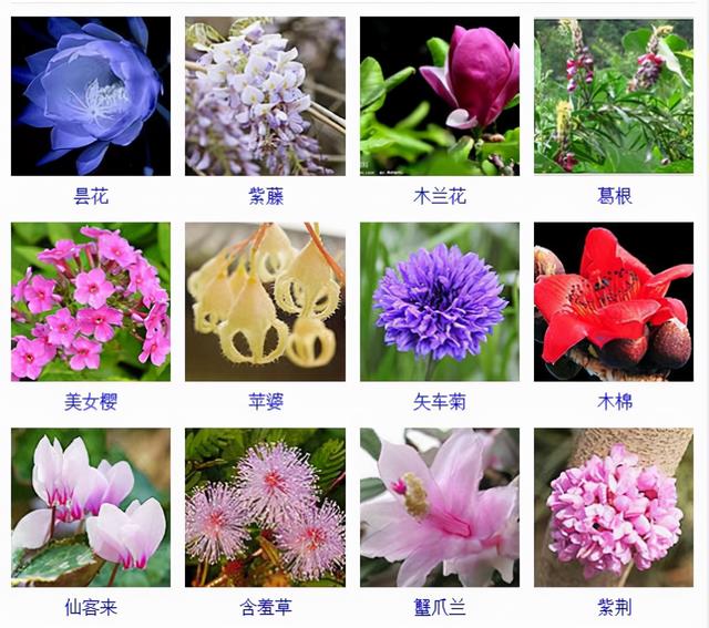观花植物 观花植物（木本观花植物） 生活