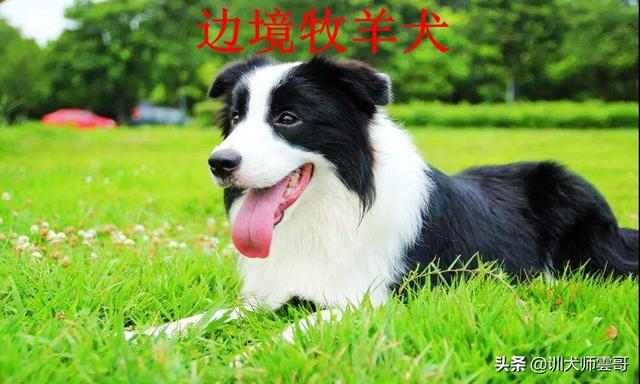 牧羊犬图片