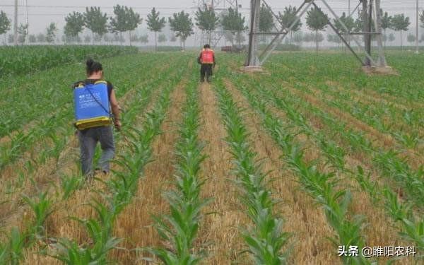 这个除草剂专杀玉米田大草、老草、抗性草，一次就能除干净3