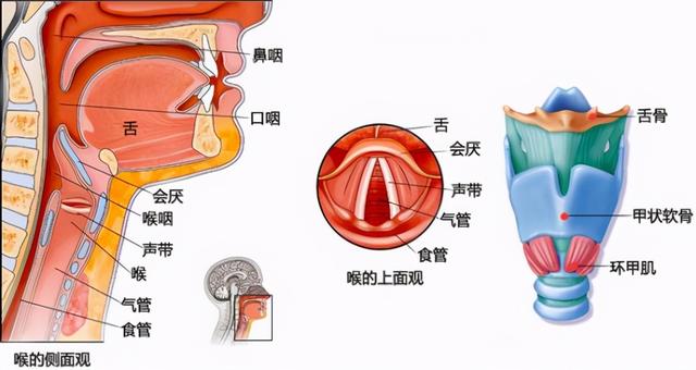 椎怎么读音辅音发音部位