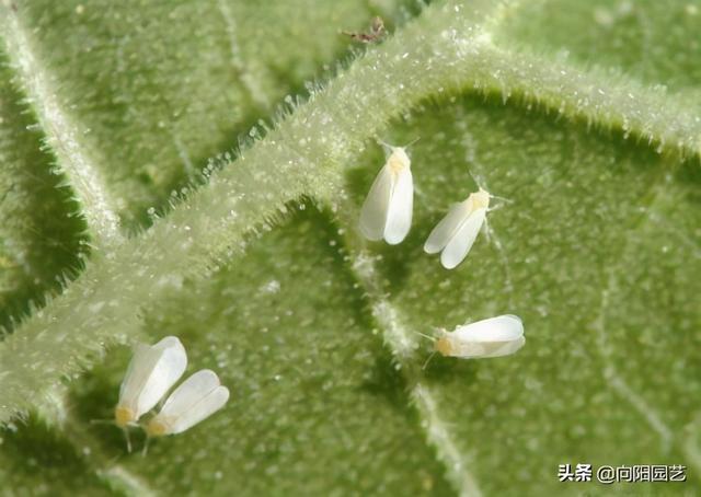 世界害虫“白粉虱”，俗称小白蛾，想要清除，直接喷辣椒水3