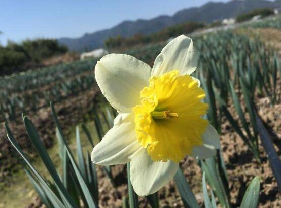 水仙花的花语