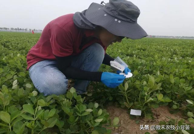 夏季多雨花生容易爆发叶斑病，掌握技巧早防早治确保高产7