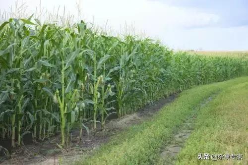 麦田最高效除草剂，对野燕麦、莎草恶性杂草管用，3小时见效2