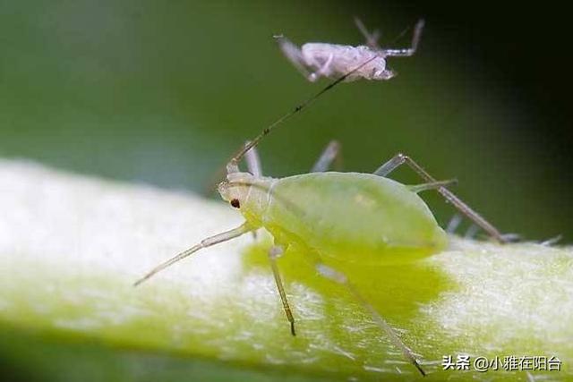 花盆里有虫子