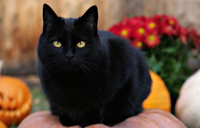 黑色褴褛猫图片图片