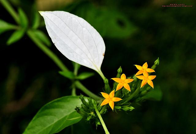 玉叶金花 玉叶金花（玉叶金花别名） 生活