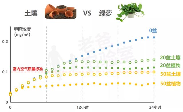 绿萝的功效与作用