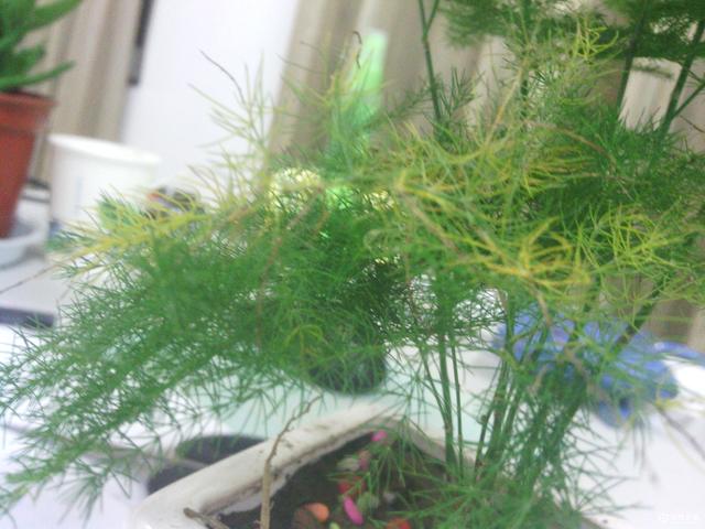 文竹怎么养 文竹怎么养（文竹怎么养才长得好） 生活