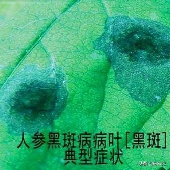 生物抗生素多抗霉素，保护治疗，药肥双效，绿色农业生产的必备！1