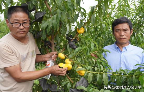 喊了多年桃树要秋季施肥，怎么施肥呢，全年肥怎么用更合理7