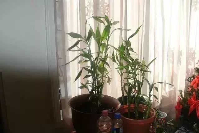 富贵竹的养殖方法 富贵竹的养殖方法（富贵竹的养殖方法和注意事项水养怎样施肥） 生活