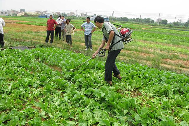 这杀虫农药组合，害虫触药后30分钟中毒，停止进食，2-3天内死亡5