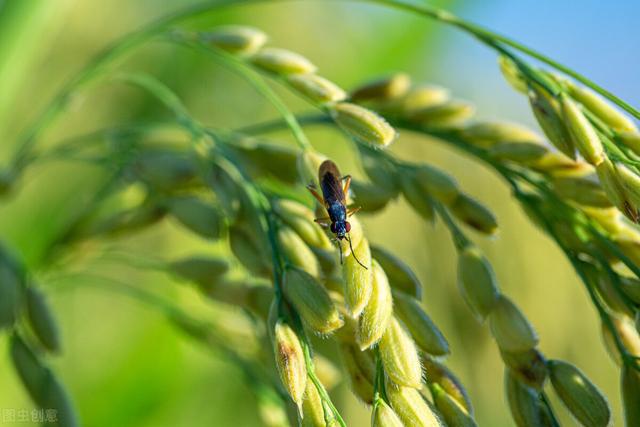 记住这个水稻增产叶面肥，控旺增产一季无病害，一亩增产300斤