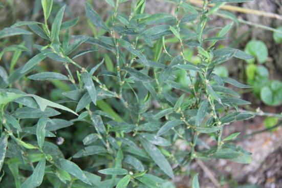 疏、清、通、利、排结石，讲一个汤饮，肝火一消，就会睡好