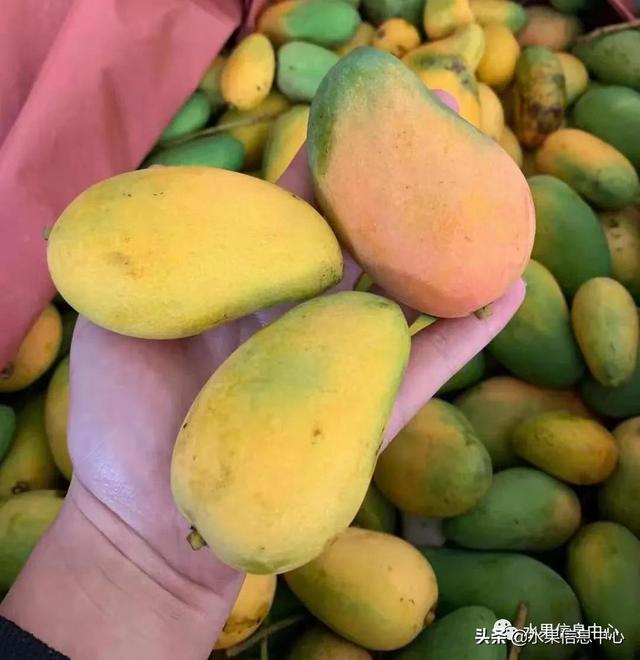 芒果