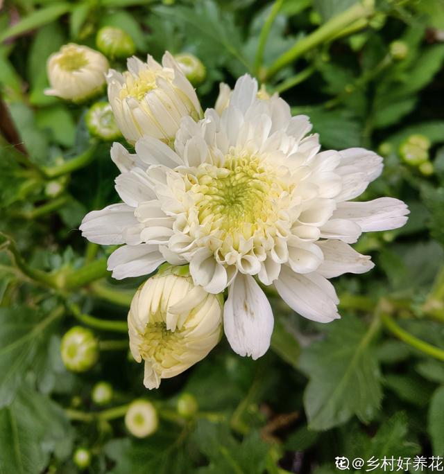 菊花代表什么（送黄色菊花代表什么）