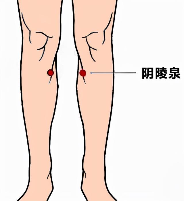 4,丰隆穴位置:位于外膝眼到外踝尖连线的中点处,再往胫骨旁开两横指