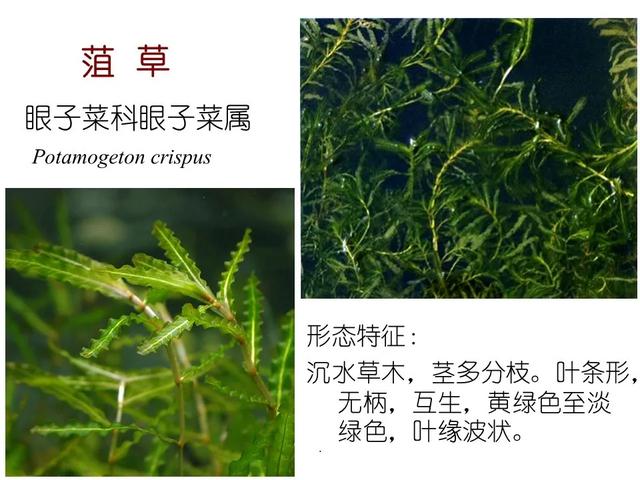 水生植物