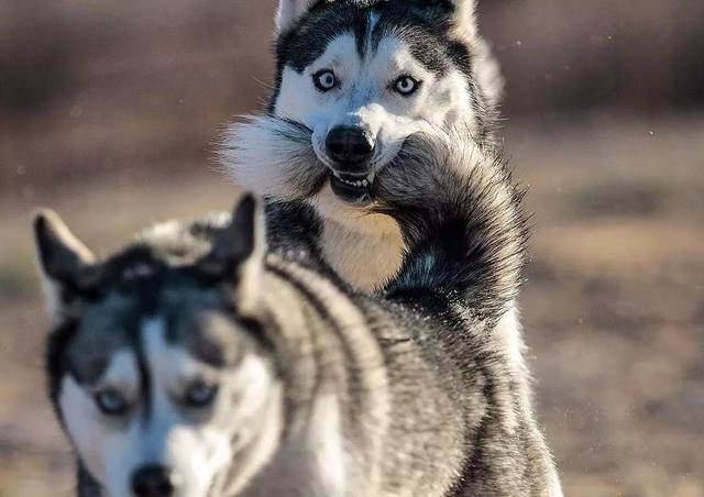 阿拉斯加犬跟哈士奇 阿拉斯加犬跟哈士奇（阿拉斯加犬跟哈士奇有什么关系） 动物