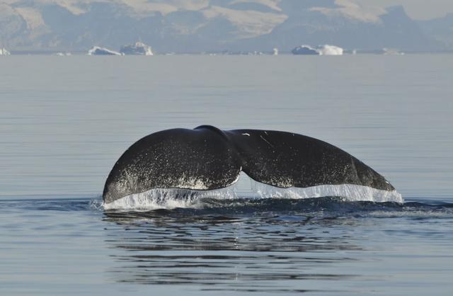 玻利维亚红鲸鱼(澳大利亚鲸鱼)-天晟网