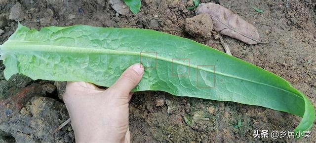 春季多雨，茂盛莴笋现低温高湿型病害？叶子异常斑点，早摘叶拔株9