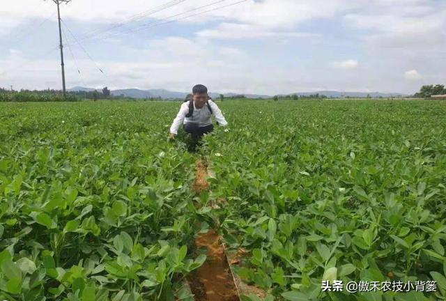 夏季多雨花生容易爆发叶斑病，掌握技巧早防早治确保高产6