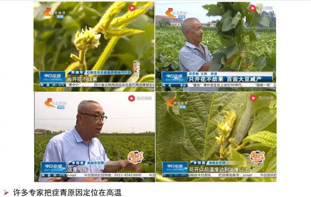 大豆症青——黄淮海夏大豆生产的“癌症”？“罪魁祸首”是它！10