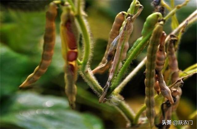 红小豆栽培技术与病虫害防治，掌握这几项管理措施，种植优质红豆2