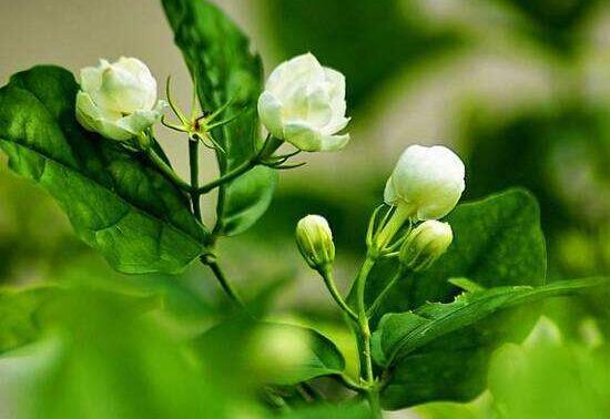 茉莉花花语 茉莉花花语（茉莉花花语及传说） 生活