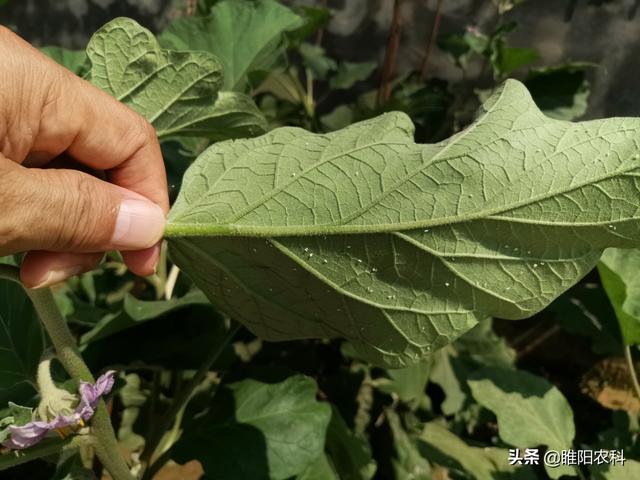 吡丙醚才是目前最好用的杀卵剂，喷两遍就能将卵和幼虫杀干净