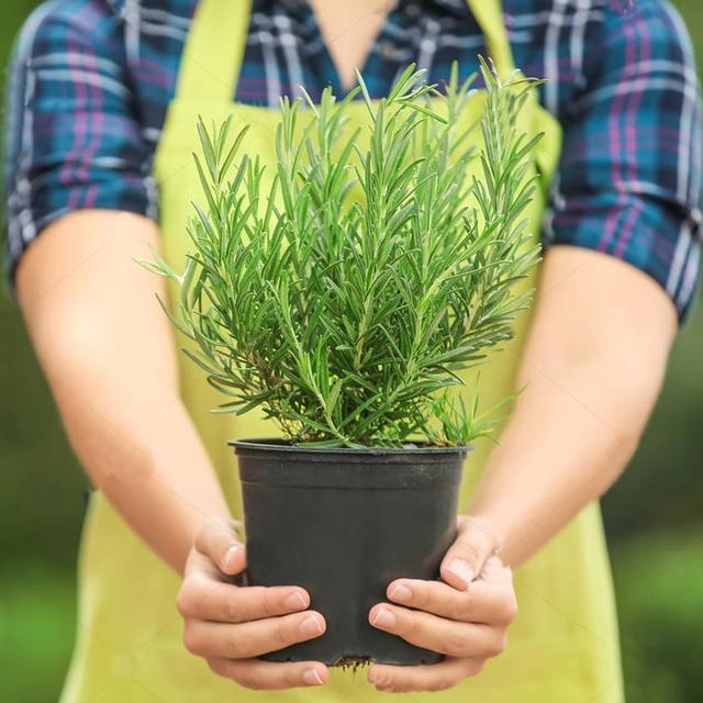 观叶植物 观叶植物（十种室内最好养的植物盆栽） 生活