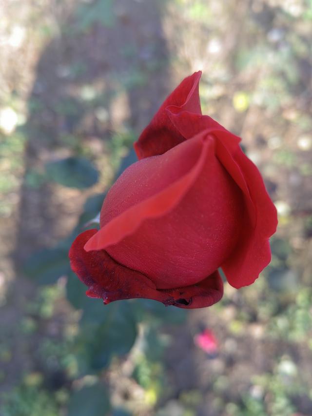 HUAWEI Nova 9 Pro-努力趋于“完美”