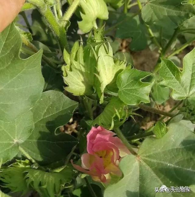 棉花花铃期管理技术标准1