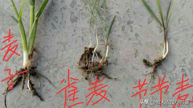 麦地里的节节麦杂草难防治？选对药物、找准时机、用对方法并不难2