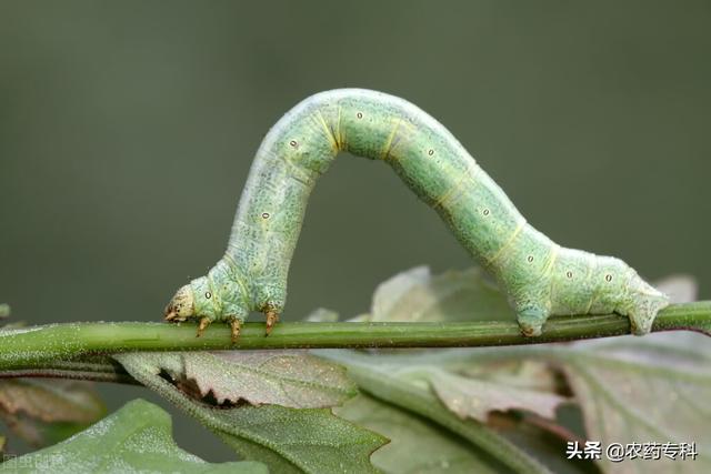 尺蠖真是“害虫吃货”，食量大到树叶光，用这两种药防治效果好