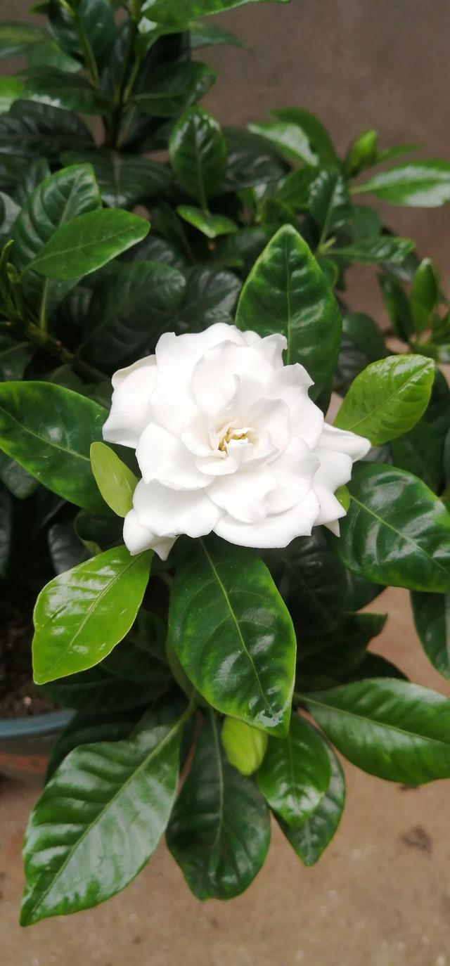 花卉名称