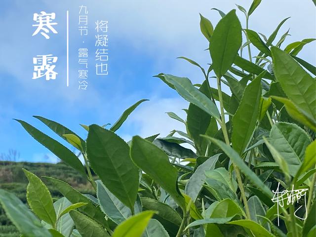 云龙轮斗洗砂机品牌