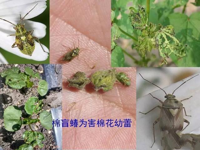 棉花主要虫害与防治4