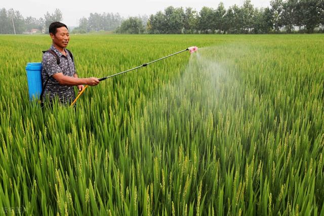 比吡虫啉强10倍，菜青虫、钻心虫前打后落，白菜打完，一季无虫眼5